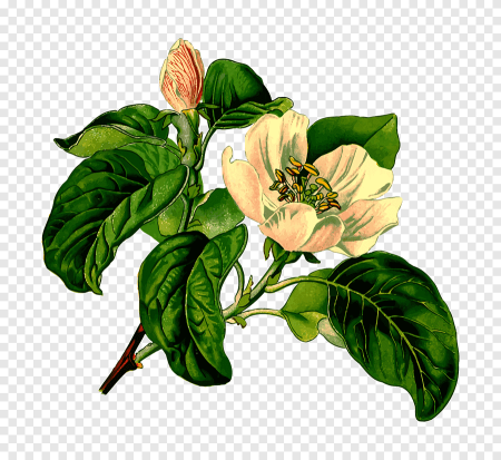 Botanical illustration айва