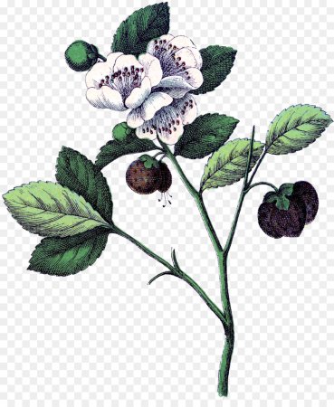 Blueberry Ботаническая иллюстрация