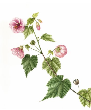 Botanical Flowers Vintage