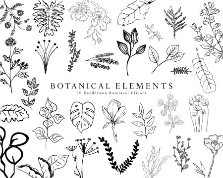 Hand drawn Botanical elements