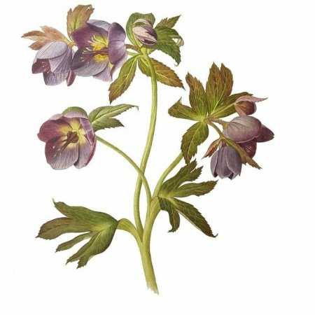 Морозник (Helleborus) Ботаническая иллюстрация