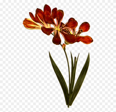 Botany на прозрачном фоне