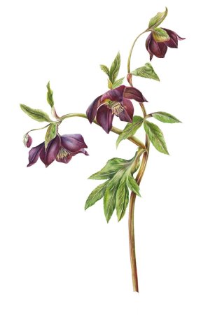 Botanical Garden Clipart