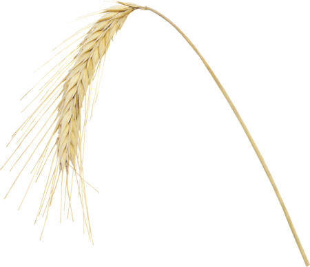 Сено колоски