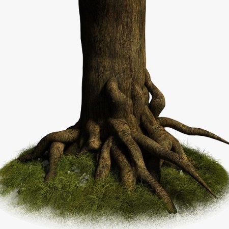Корни дерева