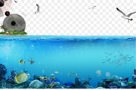 Морское дно на прозрачном фоне