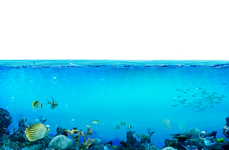 Морское дно на прозрачном фоне