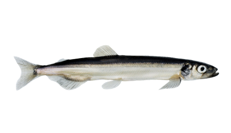 Морская малоротая корюшка