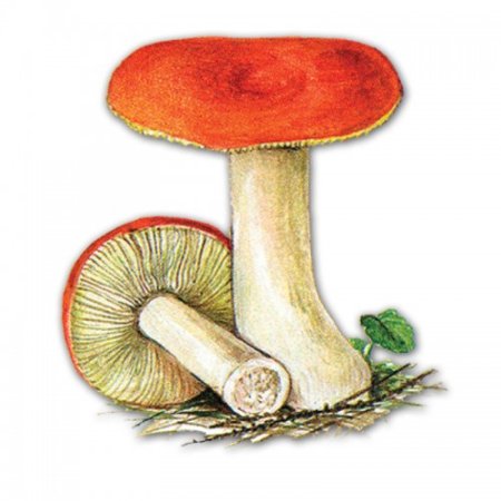 Нарисовать сыроежку гриб