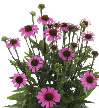 Эхинацея Пинк Делишес