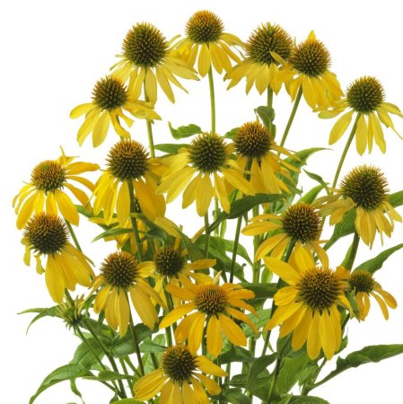 Эхинацея (Echinacea delicious Candy) i