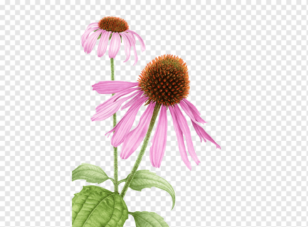 Echinacea purpurea Botanical