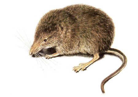 Равнозубая бурозубка