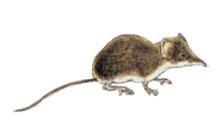 Бурозубка средняя (Sorex caecutiens)