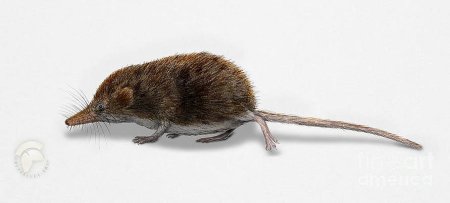 Sorex minutus
