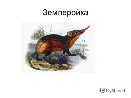 Землеройка рисунок