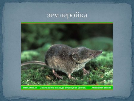 Землеройка без фона