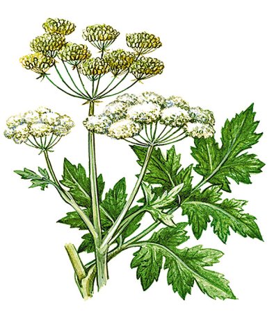 Борщевик и амброзия