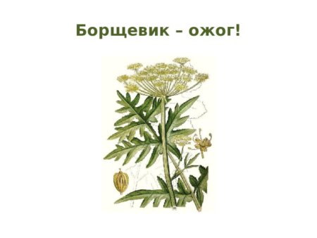 Борщевик Сосновского рисунок