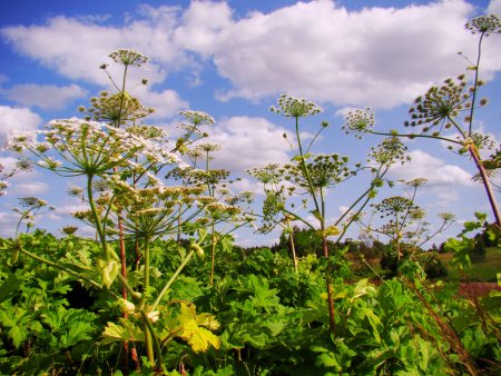 Борщевик шерстистый (Heracleum lanatum)