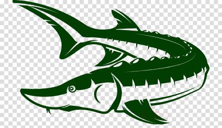 Рыба осетр вектор