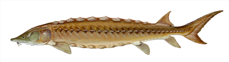 Амурский осетр (Acipenser schrenckii)