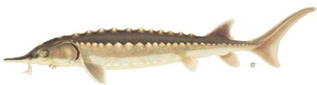 Рыба Atlantic Sturgeon