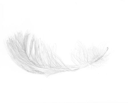 Белое перо на прозрачном фоне