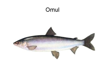 Омуль Байкальский