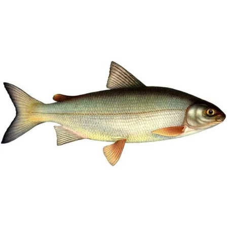 Обыкновенный сиг (Coregonus lavaretus)