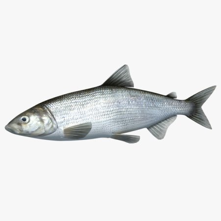 Омуль Байкальский