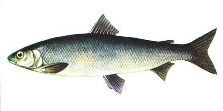 Волховский сиг Coregonus lavaretus baeri
