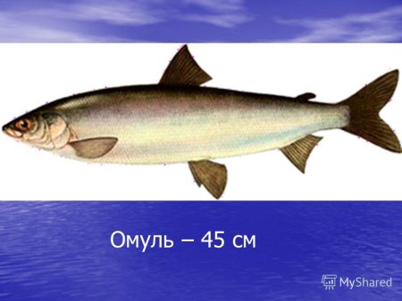 Коми омуль на прозрачном фоне