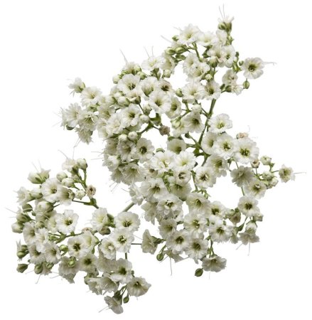 Гипсофила White