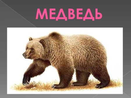 Бурый медведь