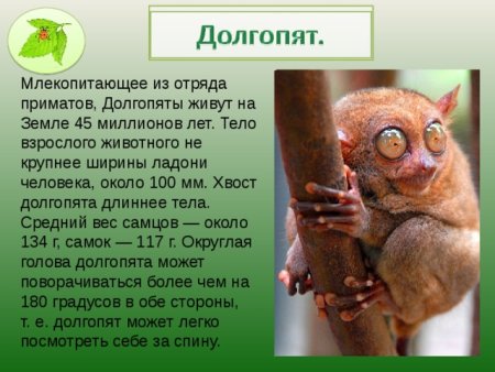 Где живут долгопяты