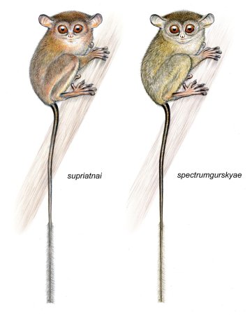 Tarsius spectrumgurskyae