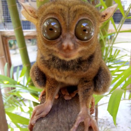 Джин Tarsier