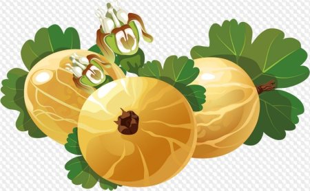 Крыжовник вектор