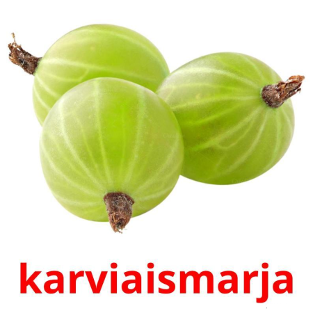 Крыжовник на белом фоне