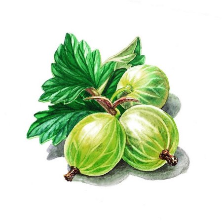 Крыжовник акварелью