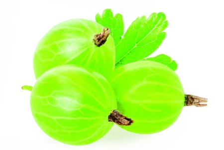 Крыжовник ежевика