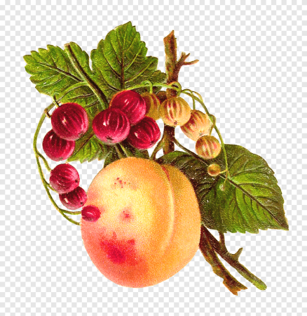 Крыжовник для детей