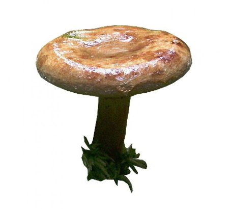 Волнушки грибы