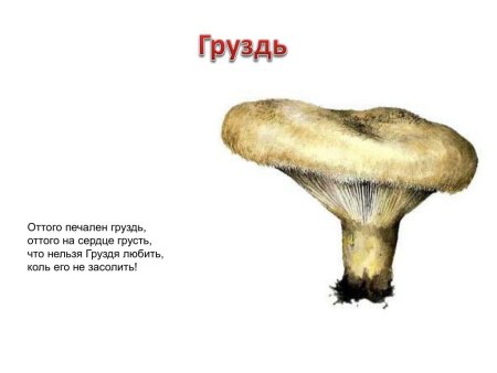 Волнушки грибы