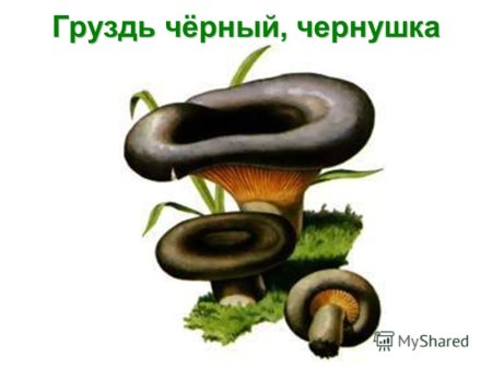 Белый груздь рисунок