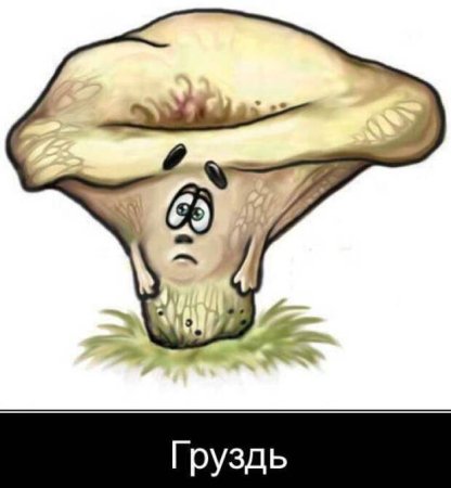 Груздь без фона
