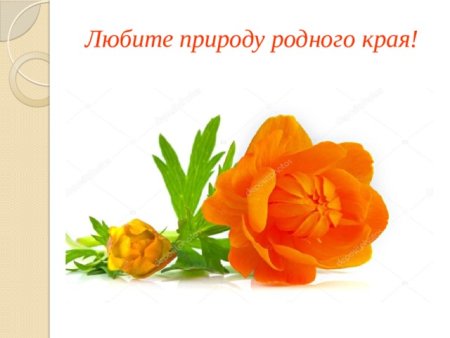 Жарки цветы рисунок