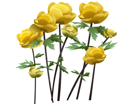 Италмас купальница европейская