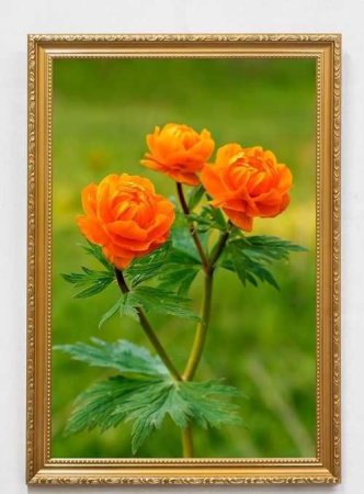 Цветы жарки картинки для детей